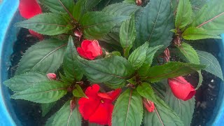 The name of this flower will just make you fall in love with it : The New Guinea Impatiens.