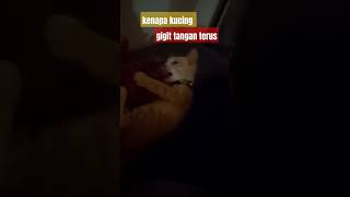 Kucing Gigit Tanganvyp fypyoutubeshorts cat kucingimutlucu catlover catlover vidioshort