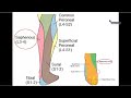 Femoral and Obturator Nerves - Dr. Ahmed Farid