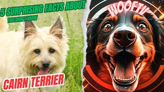 5 Surprising Facts About Cairn Terrier You Didn't Know