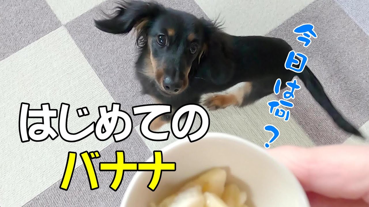 【カニンヘンダックス】生後5か月の子犬にはじめてバナナをあげてみた YouTube