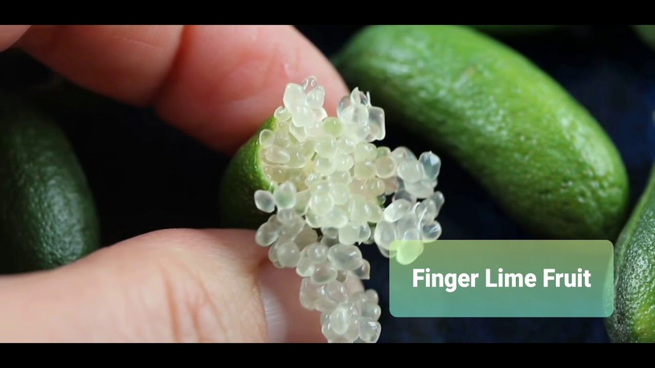 Finger Lime In The Philippines Dwarf Fruit Trees Ph Youtube