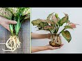 The technique of growing Aglaonema Red Valentine in Water is beautiful and brilliant