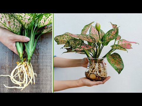 Vídeo: Aglaonema: cura i reproducció a casa, foto i descripció