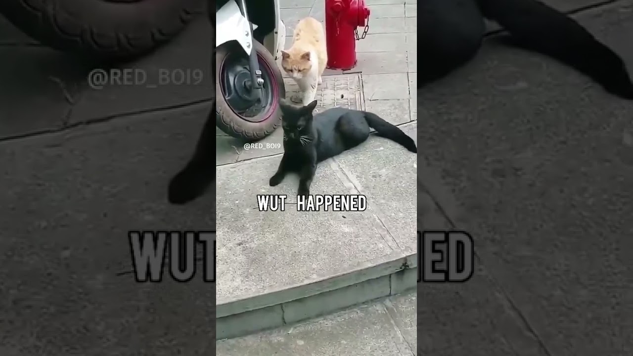 Ladies and gentlemen, we got him meme | Red Boi 