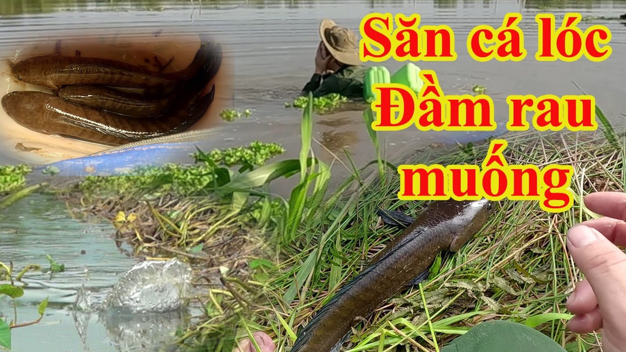 Hành trình săn cá lóc hugo tập 58