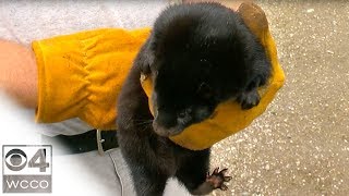 Download Lagu Farmer: 30K-Plus Mink Released From Farm Will Cost Us $750K MP3