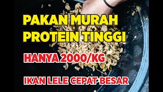 MEMBUAT PAKAN MURAH ALTERNATIF LELE PROTEIN TINGGI