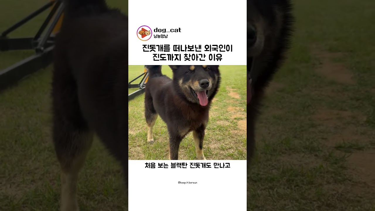 진돗개를 떠나보낸 외국인이 진도까지 찾아간 이유