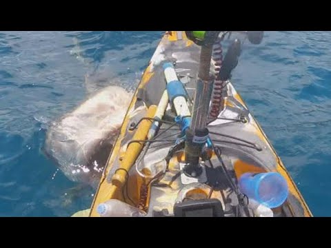 Wideo: Czy rekin zaatakowałby kajak?