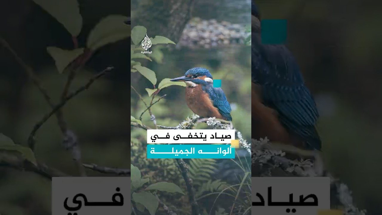 طائر الرفراف.. أجمل ضواري أدغال بريطانيا