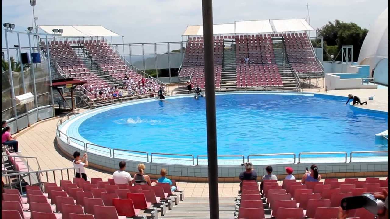 Il delfino: 7 curiosità… | Il Portale Dei Bambini