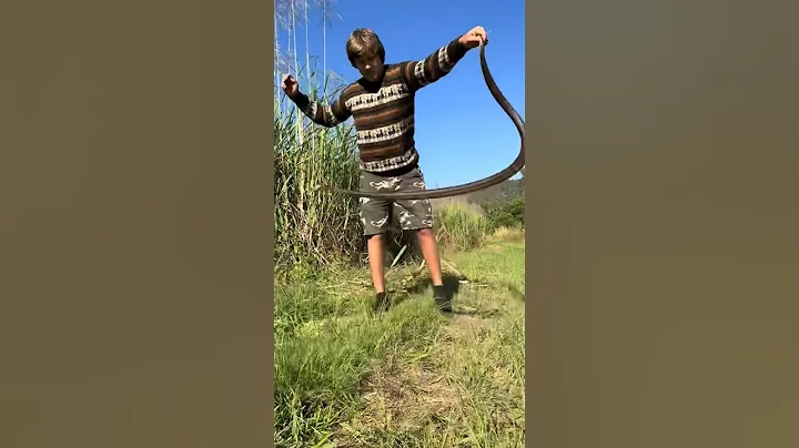 Australia is wild! #bigpython#australia#crazy#crocodile#snake#youtube#shorts#viralvideo#animals