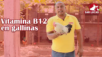 ¿El pollo tiene mucha B12?