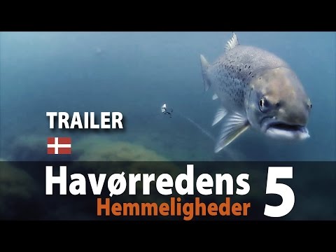 Video: Juni - Sommerfiskerhemmeligheder