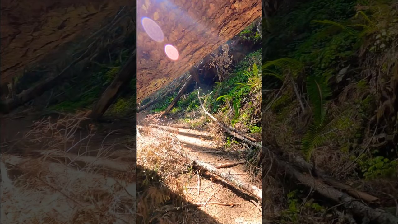 Fallen Trees on Hike Kiln Hiking Trail is a sight to see Do you love