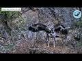 伊吹山のイヌワシ子育てライブC1 2026-05-29_04:00〜 / Remote Live Streaming of Golden Eagles in Mt. Ibuki, Japan