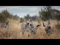 Tanzania 2020: safari in national parks (Ngorongoro, Manyara, Tarangire, Serengeti) and Zanzibar