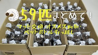 【カブトムシ】今年最後 幼虫59匹まとめてマット交換＆オス・メス判別＆ペットボトル引っ越し