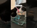 Cats loving baths? discover furry fun with #fok #tuxedocat