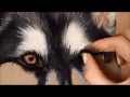 Timelapse | Soft Pastel Drawing of a Husky