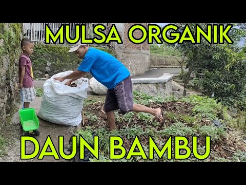 PROSES PENGAPLIKASIAN DAUN BAMBU UNTUK MULSA ORGANIK #mulsa #andam #organik #daunbambu #humus