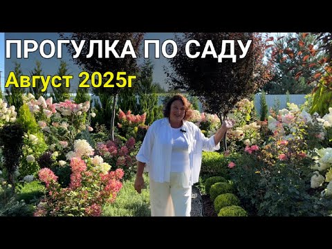 ПРОГУЛКА по САДУ Август 2025г.: стрижки хвойных, новые растения, проблемы у магнолий, гортензии...