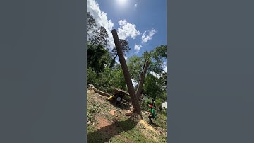 TREE SERVICE #treeremovalatlanta #stumpgrinding #treeservice #treecutting
