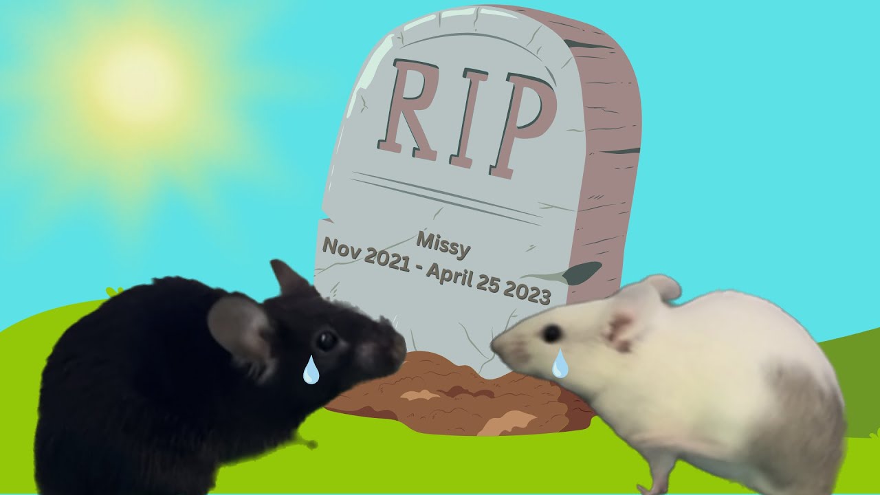 RIP Missy The Cutest Little Mouse on YouTube 🩷🩶 - YouTube