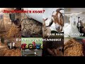 Деревенская жизнь!Кого боится коза?Купили корм поросятам.