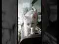 Cute Cat on Piano 4K Dolby Vision – Funny Pet &amp; Relaxing Home Vibes