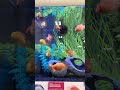 Squad of 🐠#lilhumilde #fishes #explore #explorepage #viral #viralreels