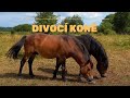 nádherní DIVOCÍ koně | beautiful WILD horses (Josefov) #manfromnature