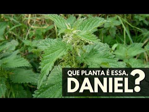 Vídeo: Urtiga: plantio, cuidado, foto