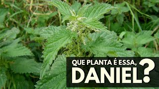 QUE PLANTA É ESSA, DANIEL? Urtiga- Branca