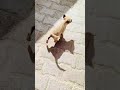 pet dog