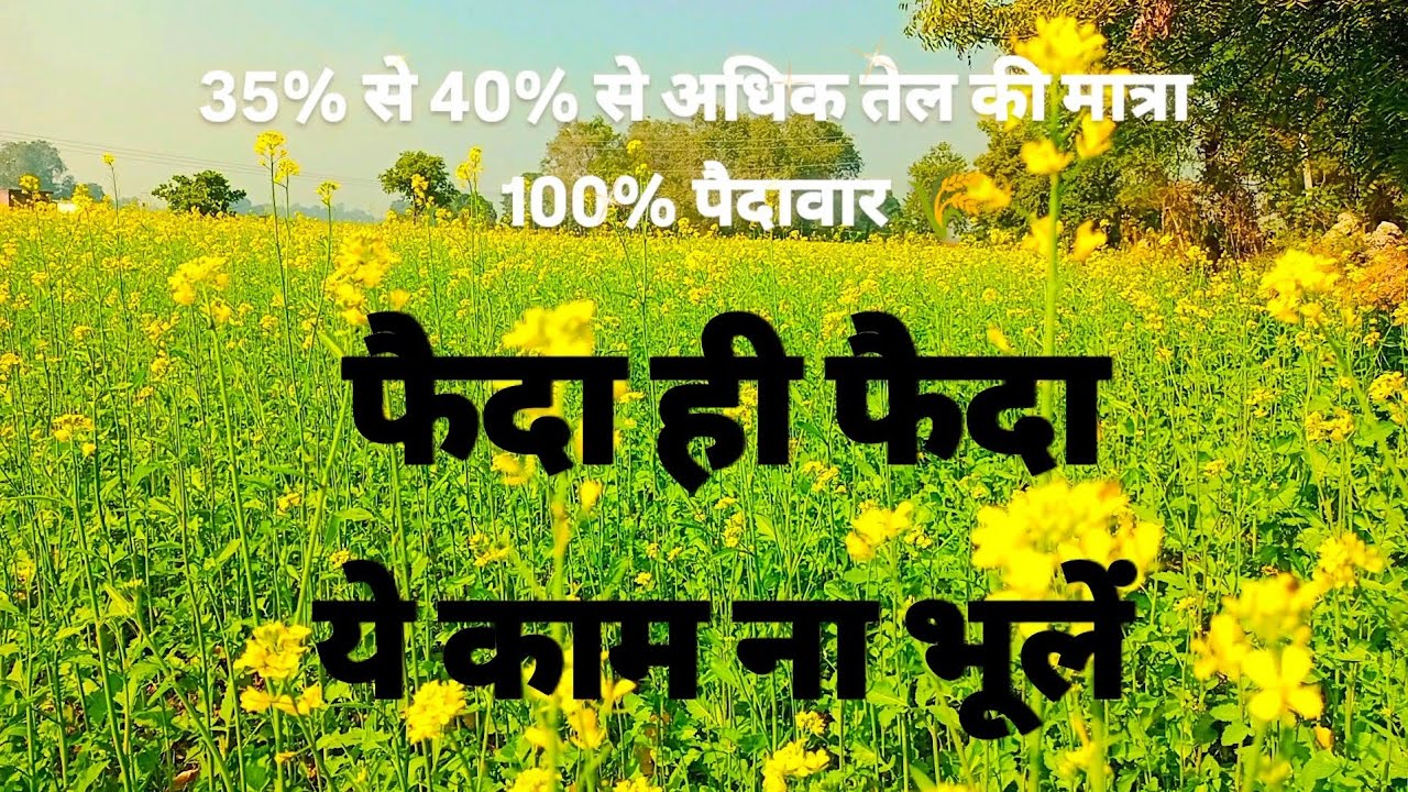 सरसों में पानी देने का सही समय 💯💯👍 #trending #viral #farming #agriculture 