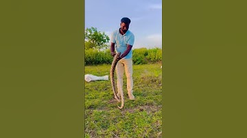 Indian rock python non venomous snake #pythonsnake