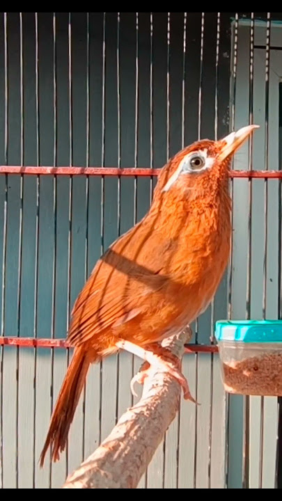 PANCINGAN WAMBI BETINA