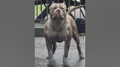 Watch the video about Muscular Bull Dog Barking |#shorts| Cute & Funny Dog Pets_Town