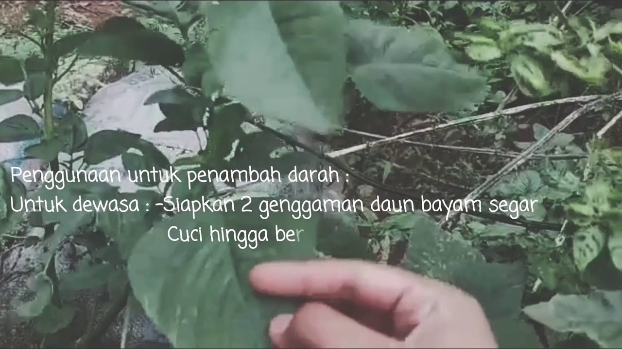 INFORMASI TANAMAN OBAT BAYAM DURI (Amaranthi Spinosi Folium) 