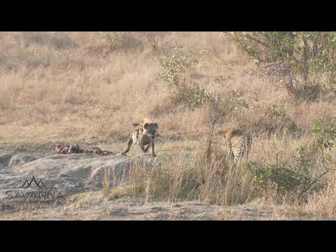 Male leopard fighting two hyenas