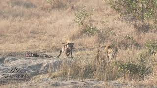 Male leopard fighting two hyenas