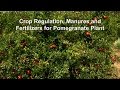 Crop Regulation, Manures and Fertilizers for Pomegranate Plant