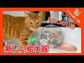 カタツムリ型の新しい給水器を購入してみました。猫たちの反応はこちら。