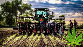 The Mind Blowing Hemp Harvest How American Farmers Are Revolutionizing The Hempindustry