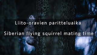 Liito-oravien parittelu - Siberian flying squirrel mating