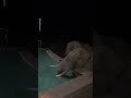 Thirsty Elephant Interrupts Engagement Dinner 💍🐘