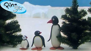 Pingu is Thankful   | Pingu  Official Channel | Cartoons For Kids