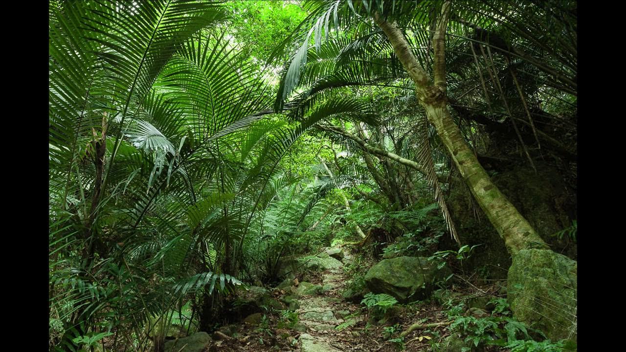дерево сельвы южной америки. флорида джунгли. джунгли пальмы. правильный тропического. тропические листья.